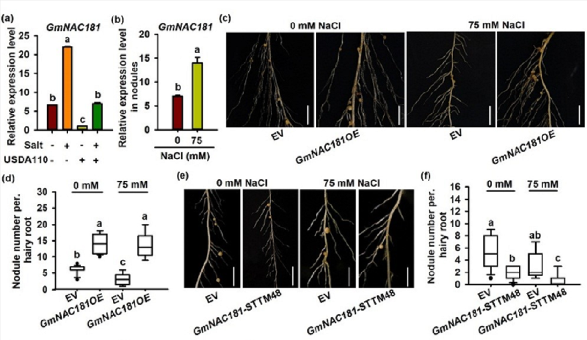 GmNAC181正向促进大豆在盐胁迫下的结瘤效率