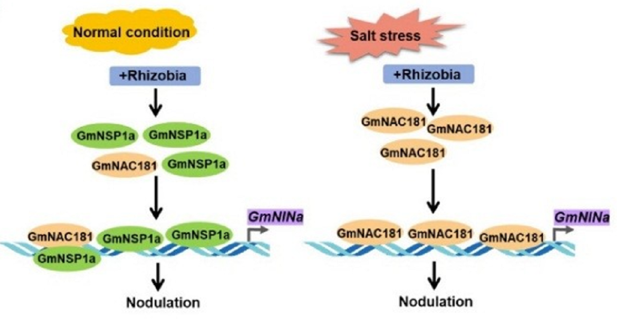 GmNAC181-GmNINa分子模块调控大豆耐盐结瘤的工作模型