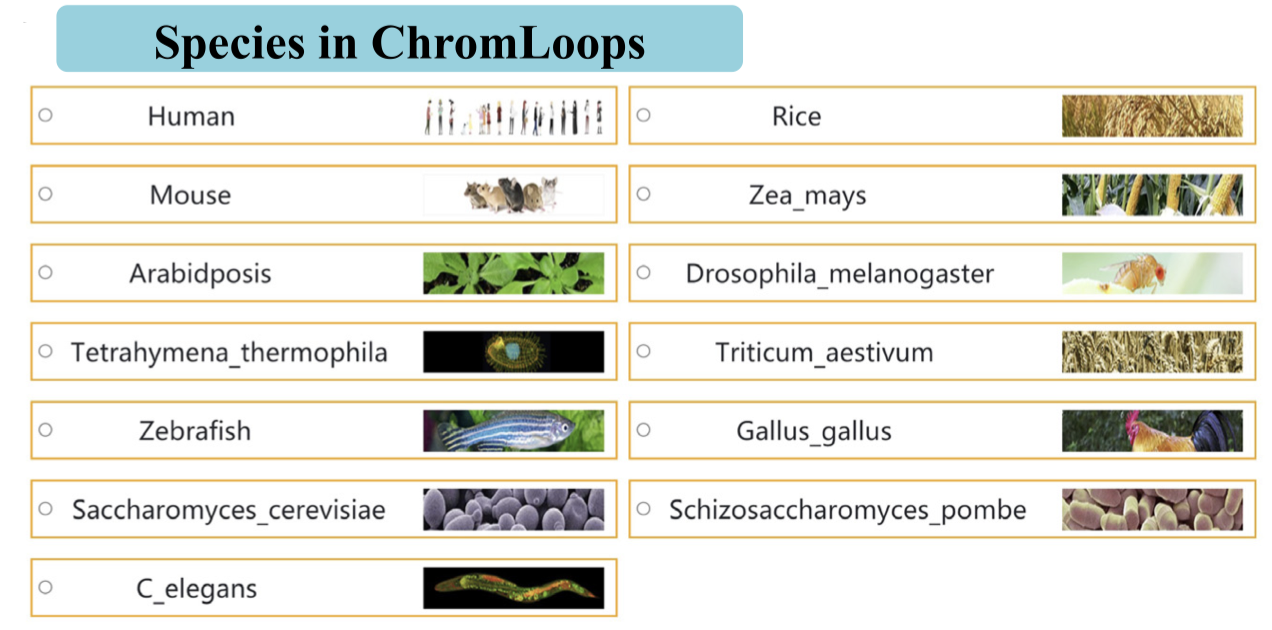 图2. ChromLoops数据库中包含的物种