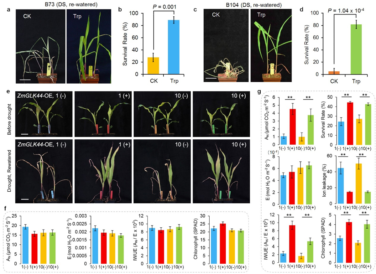 图3 ZmGLK44的抗旱功能解析。a-d 外施色氨酸促进玉米抗旱；e-g ZmGLK44诱导表达促进植物抗旱，提高干旱条件下的水分利用效率。