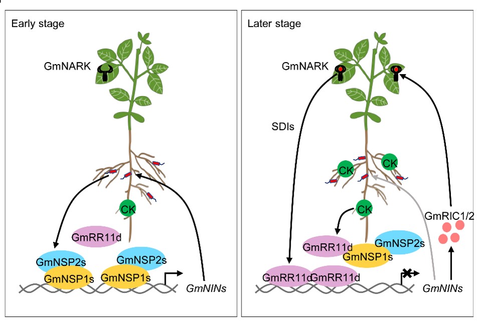 GmRR11d系统调控大豆结瘤的分子机制