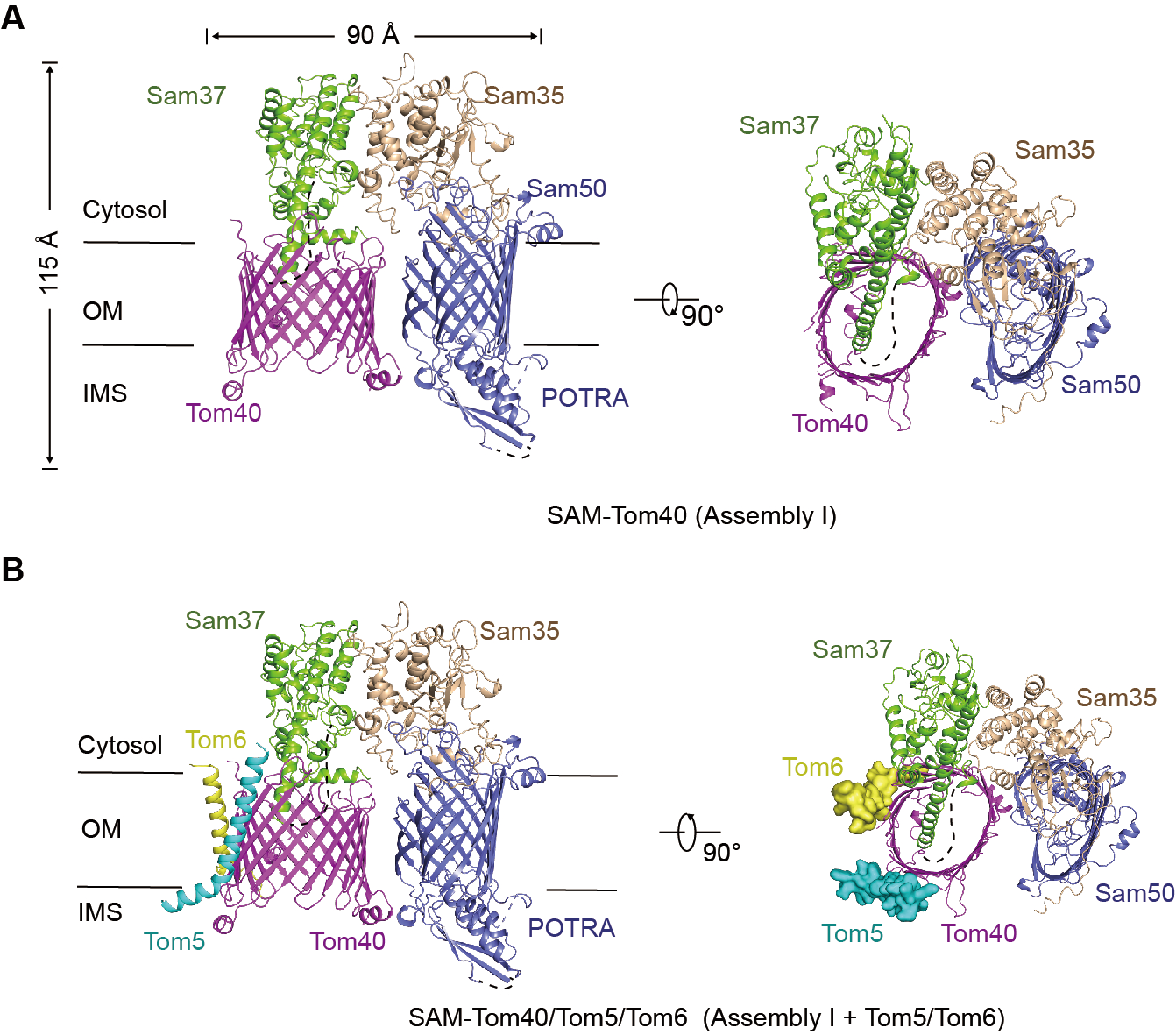 图2. TOM转位酶复合体组装中间态的三维结构