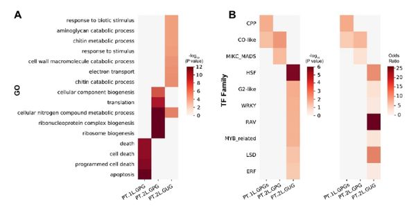 GPGs与GUGs的GO富集分析与TF家族富集分析wps图片