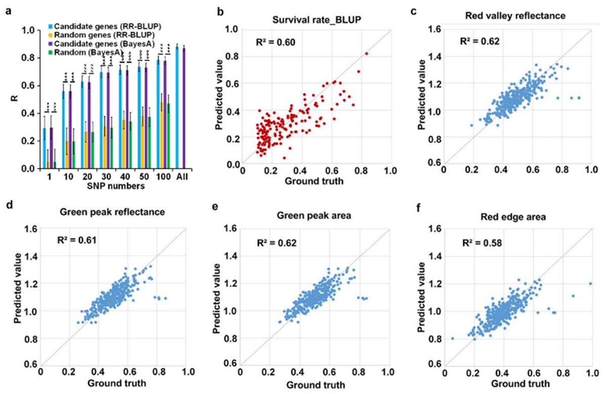 图4. 候选基因和图像性状i-traits预测玉米存活率。a.利用全基因组选择模型对玉米存活率进行预测；b.利用15个图像性状i-traits预测玉米存活率；c-f. 15个图像性状预测4个光谱指数。
