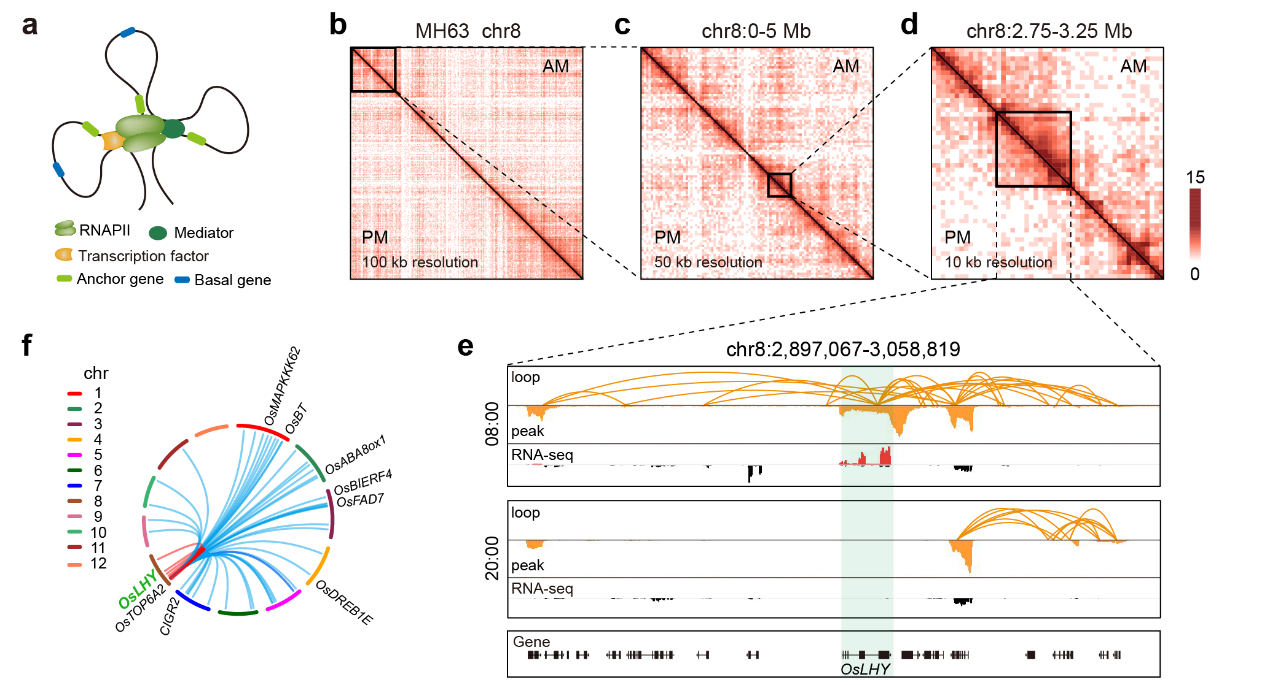 ChIA–PET analysis defines the RNAPII interactome in rice during a circadian cycle