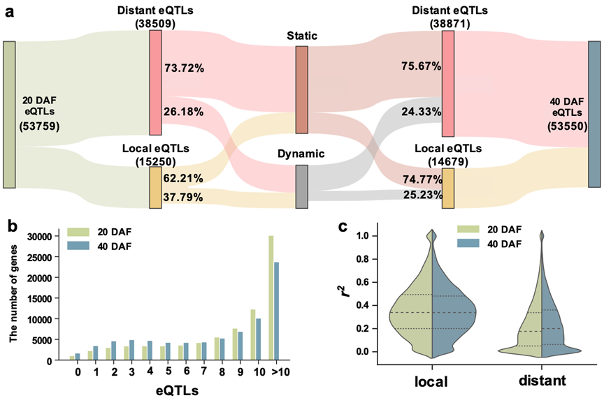 图1. 全基因组eQTL动态变化和特征分析