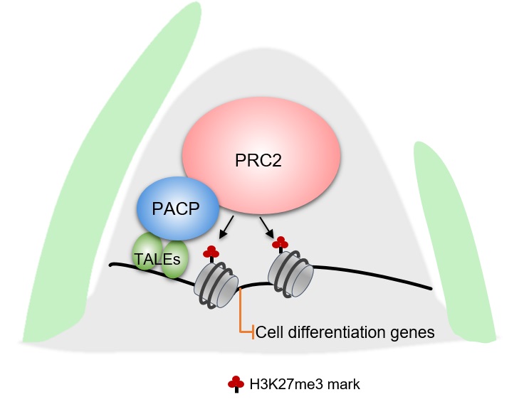 PRC2复合体维持水稻茎尖分生组织活性的表观遗传机制