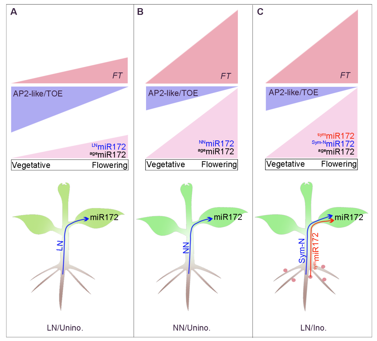 图2 共生固氮促进豆科植物开花的分子机制模式图