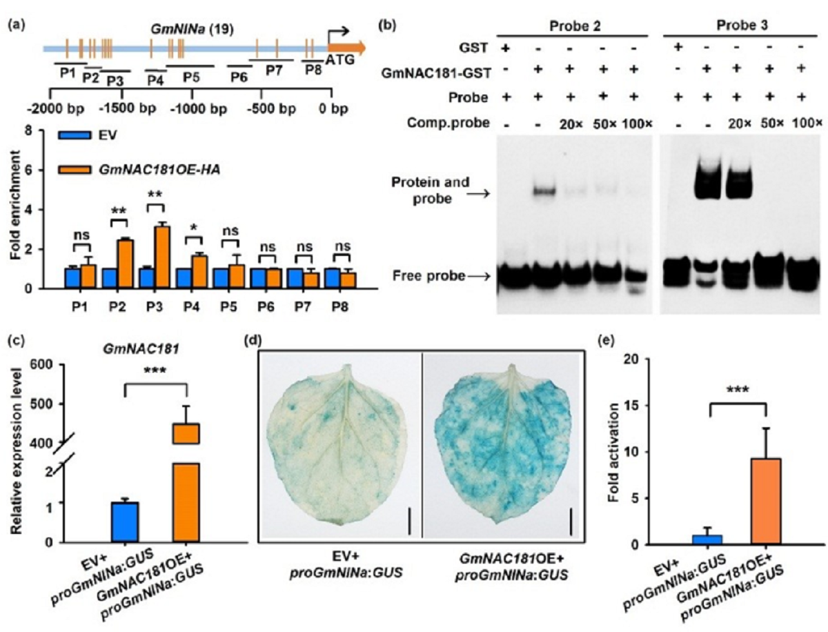 GmNAC181直接结合结瘤因子信号通路的重要基因GmNINa启动子并激活该基因表达