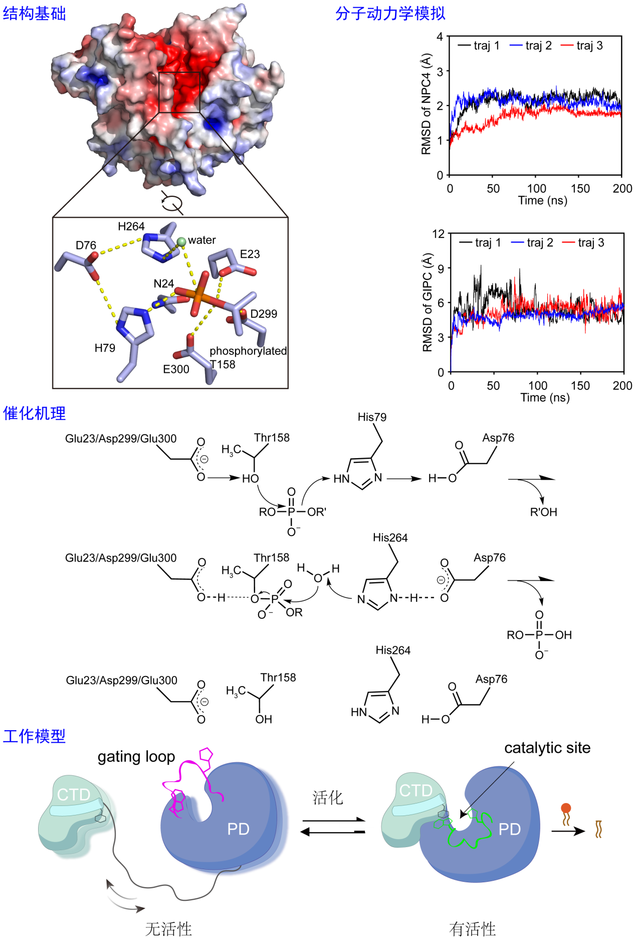 图1. 多技术联用，结合结构基础、动态表征、生化分析，阐明NPC4的CTD稳定PD的催化构象，进而催化底物水解的分子机制。