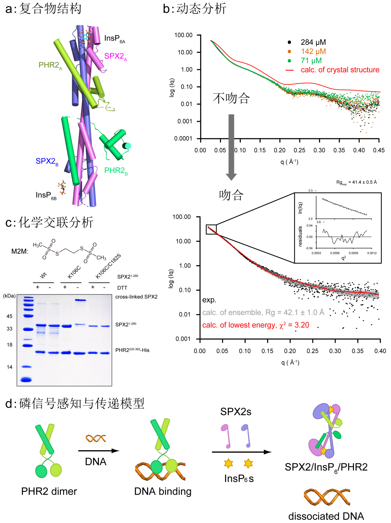 图1. 多技术联用，结合复合物结构、动态分析、化学交联分析，阐明SPX2受体感知和传递磷信号，进而抑制PHR2转录活性的分子机制。