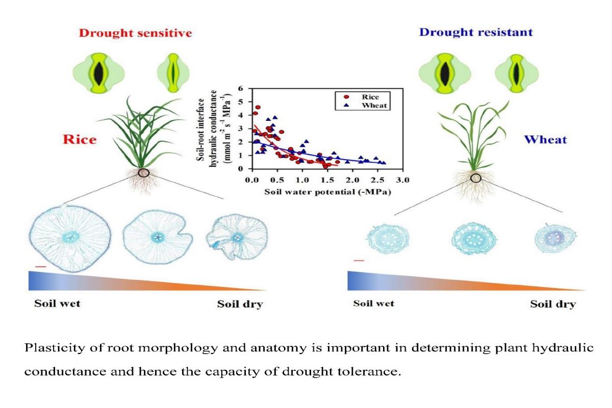 根系形态学和解剖学的可塑性对植物抗旱性调控的机制