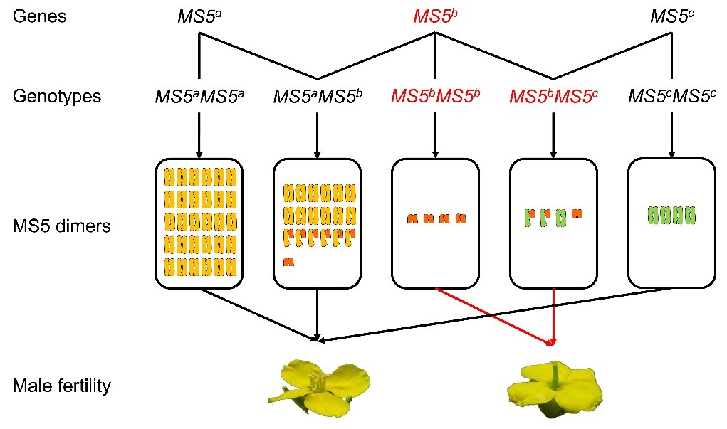 图 MS5复等位遗传分子机理