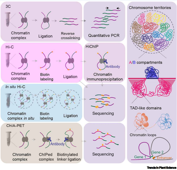 植物三维基因组学研究技术